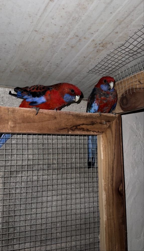Casal reprodutor roselas penantes