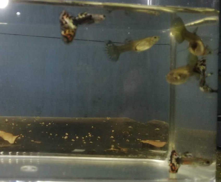 Guppy's   3 Fêmeas + 3 Machos   5€