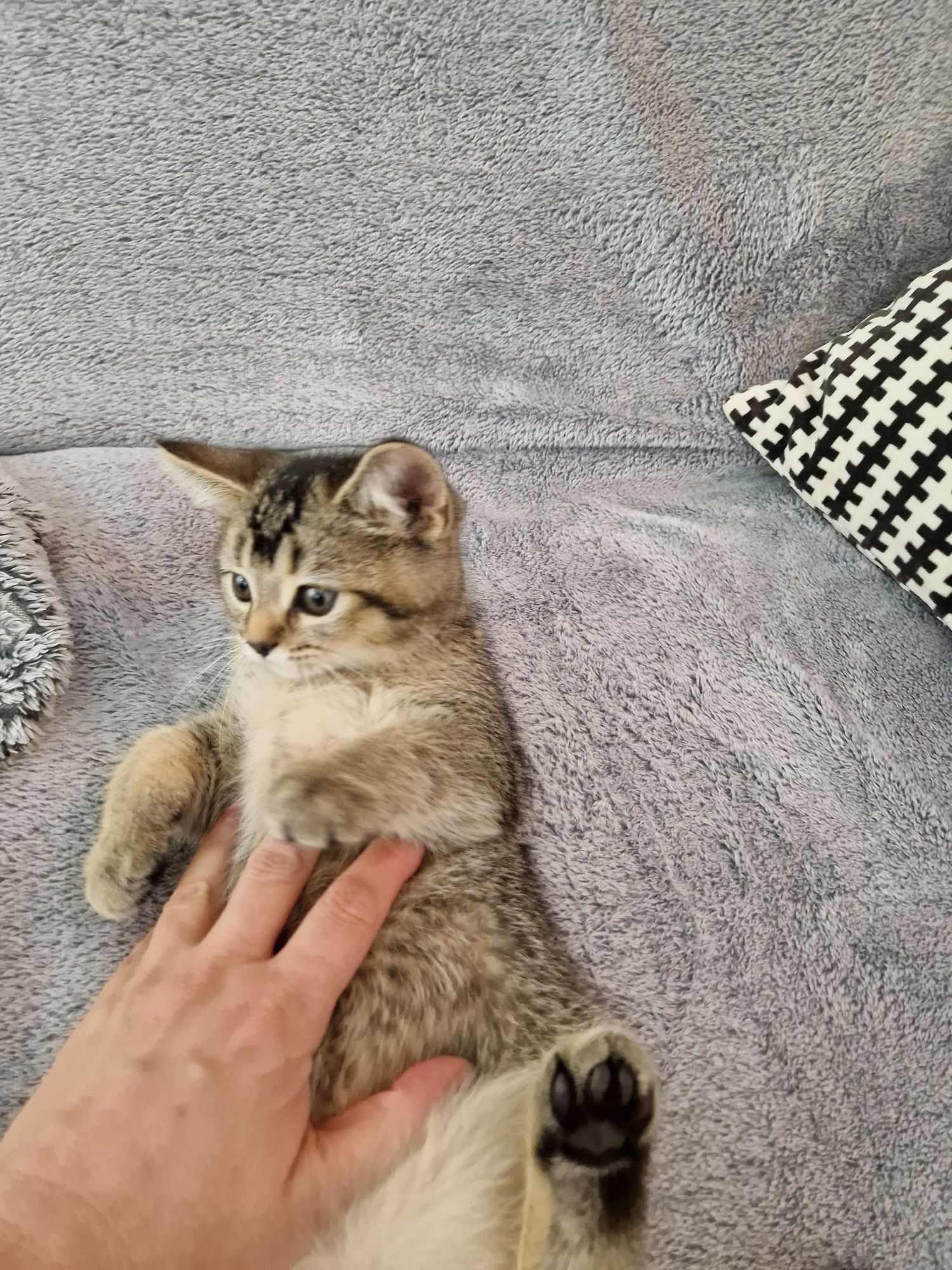 Британські кошенята