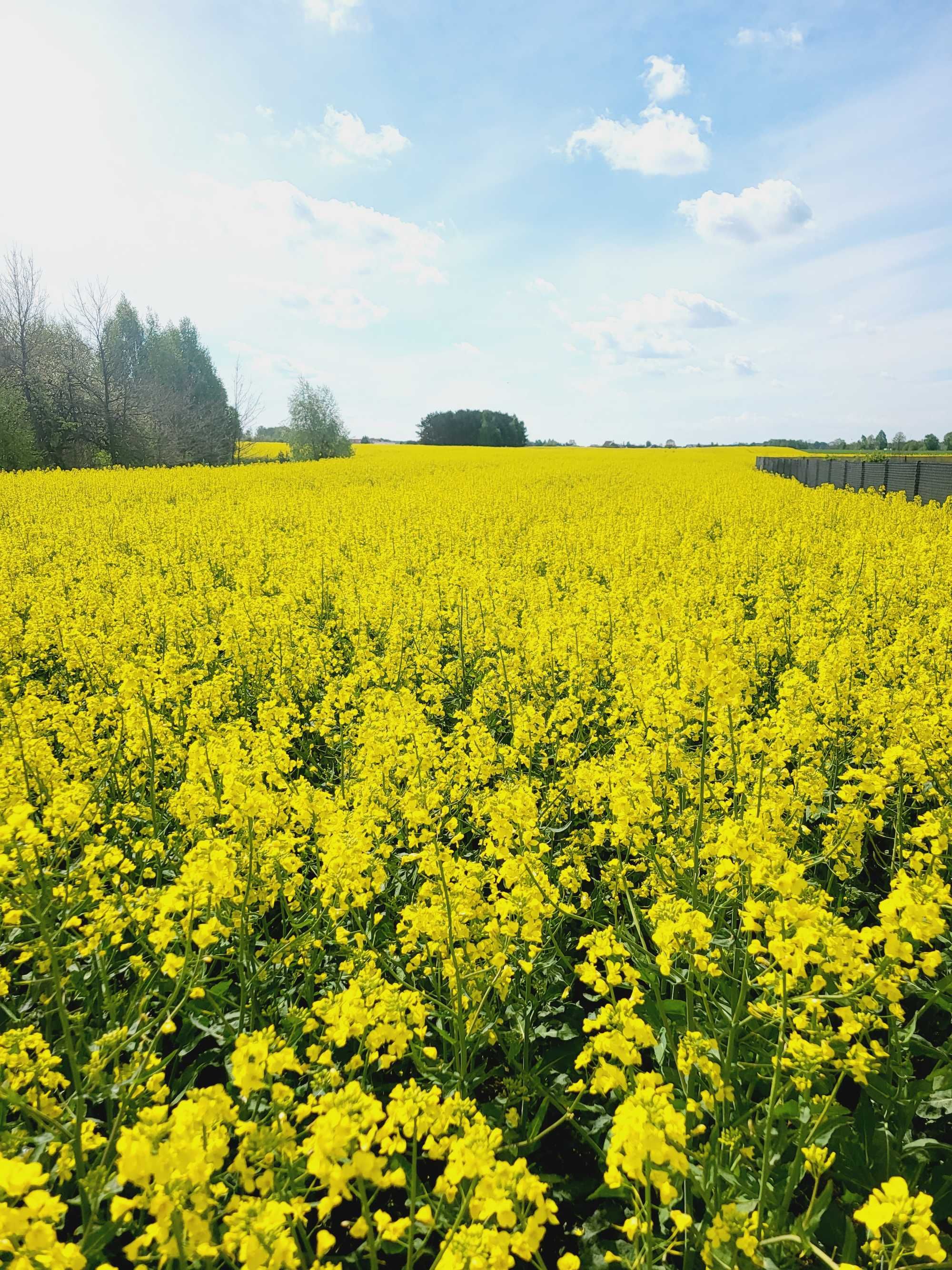 Działka w cichej okolicy Grabowa 1500m²