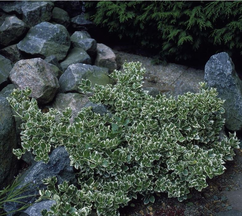 Декоративні саджанці