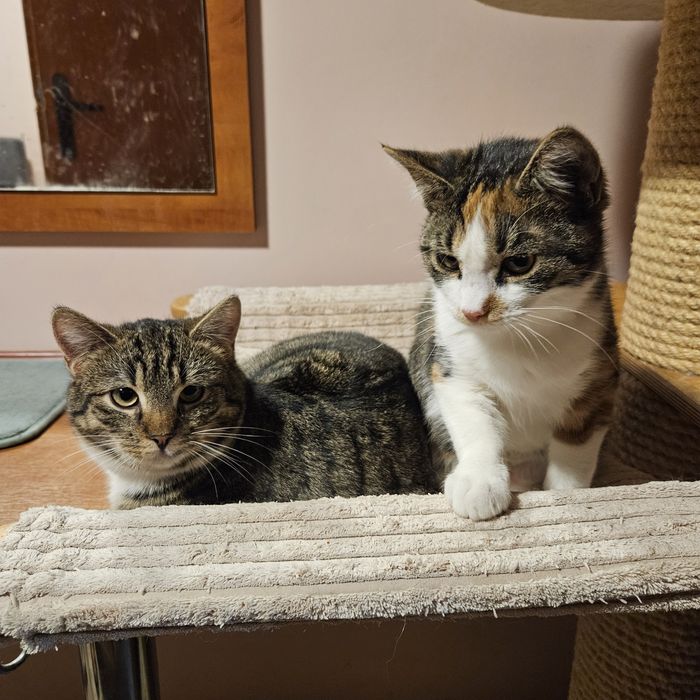 Ayra i Filip czekają na swojego Człowieka.