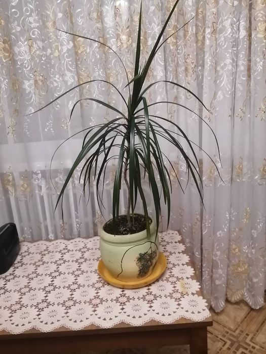 Драцена кімнатна рослина