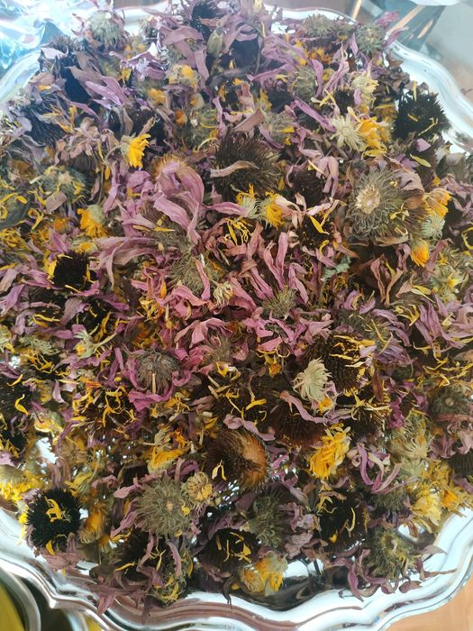 Ехінацея порпурова, чорнобривці, бузина, календула,, шипшина