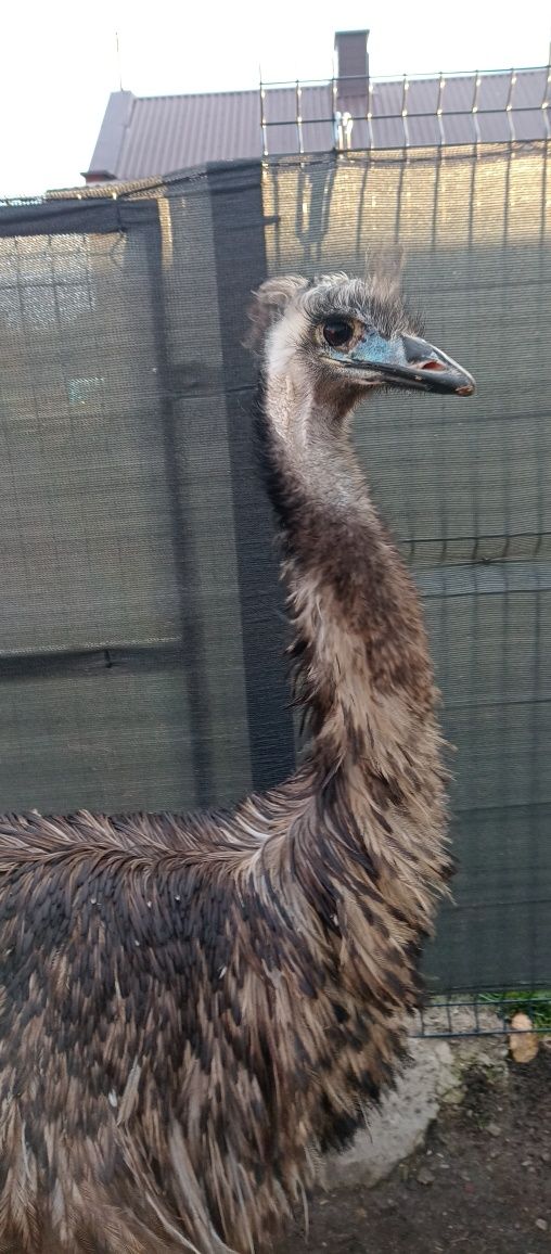 Wesoły struś emu