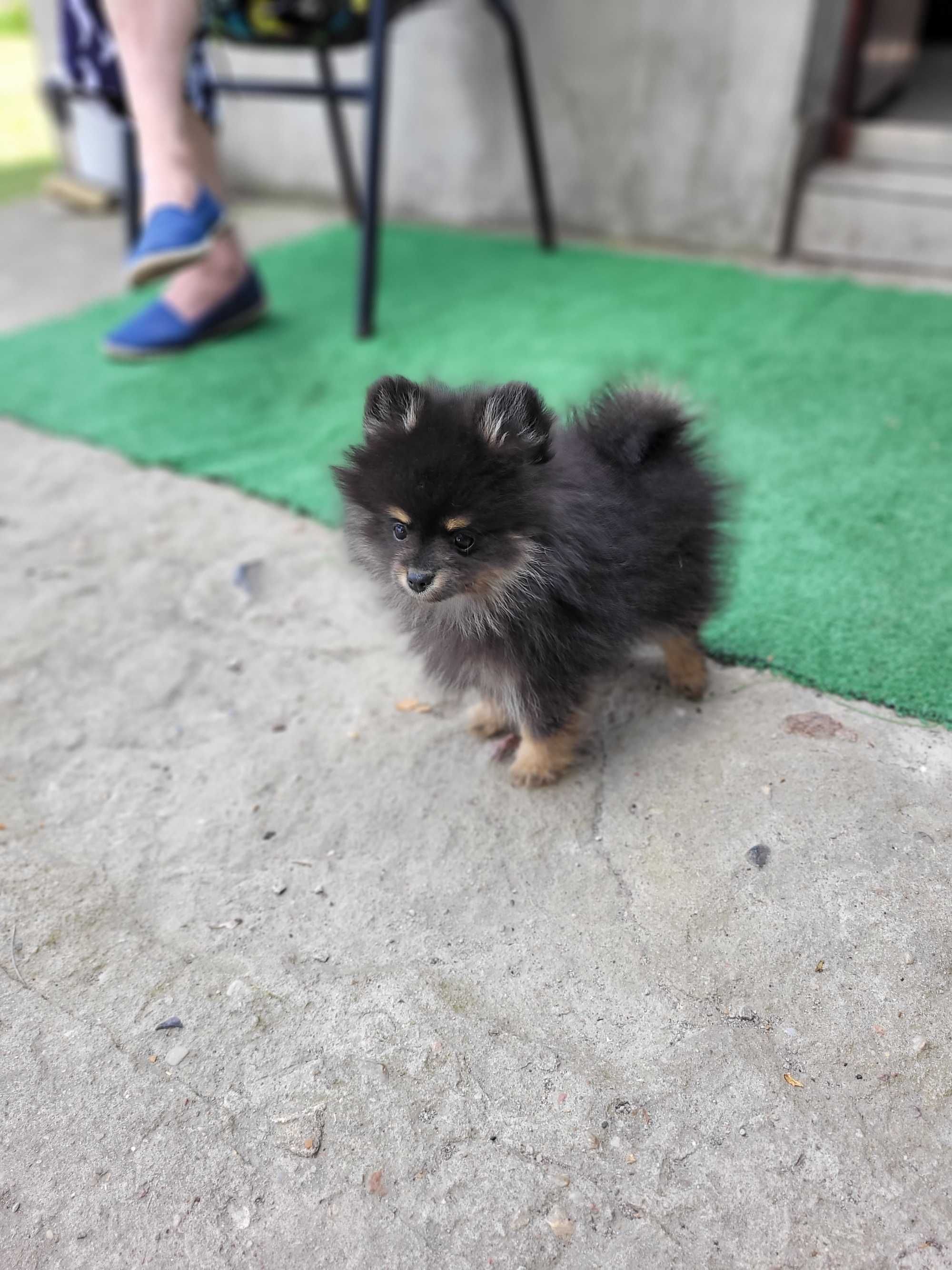 Pomeranian piesek