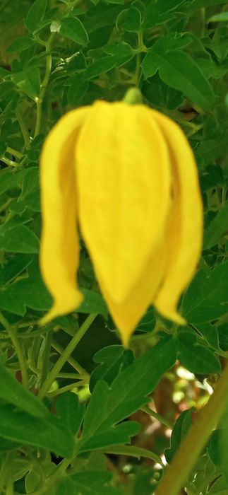 Bill MacKenzie Powojnik Clematis pnącze ogrodowe