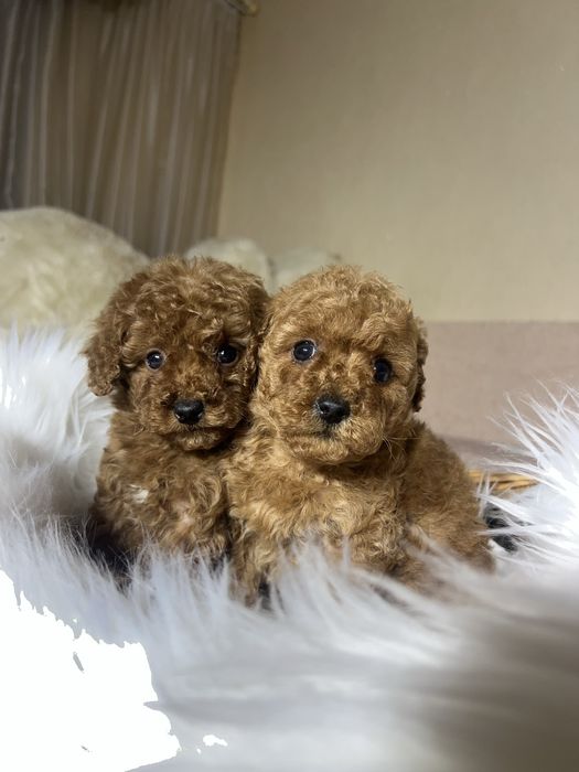 Той пудель Тікап. Дівчата