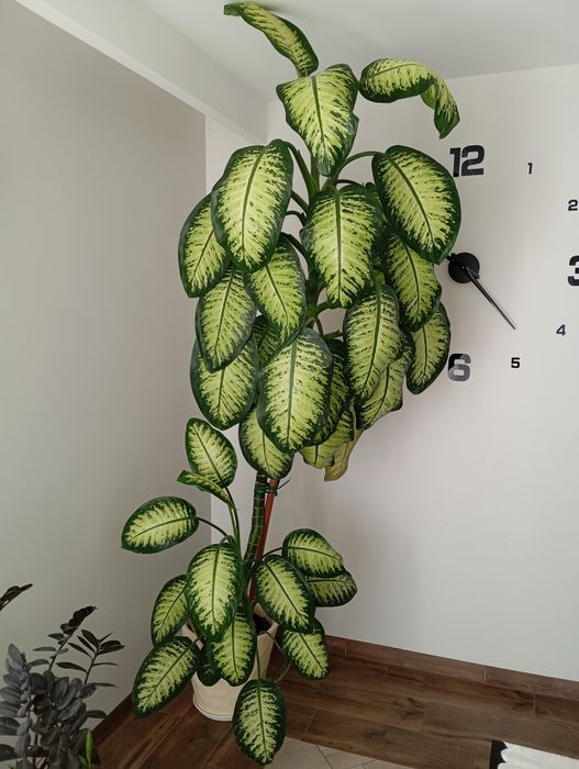 Sprzedam Difenbachie