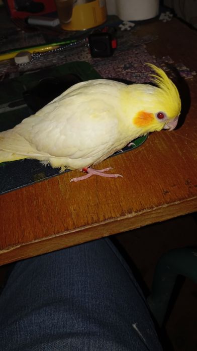 Vendo caturra criada a mão