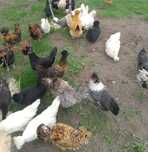 Kaczki biegusy czubate silki czubatki brakle ayam Brahma sebrytka sera