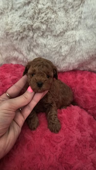 Pudel Miniaturowy Red sunia pakiet badań genetycznych!!