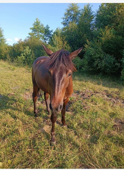 Продається робоча кобила з лошам