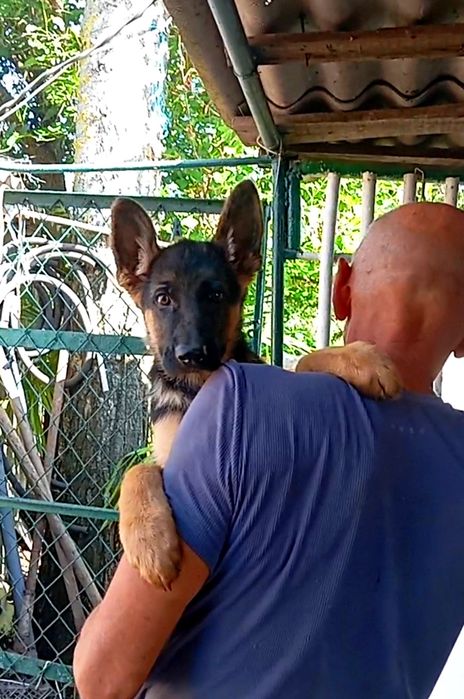 Питомник предлогает щенков нем овчарки.