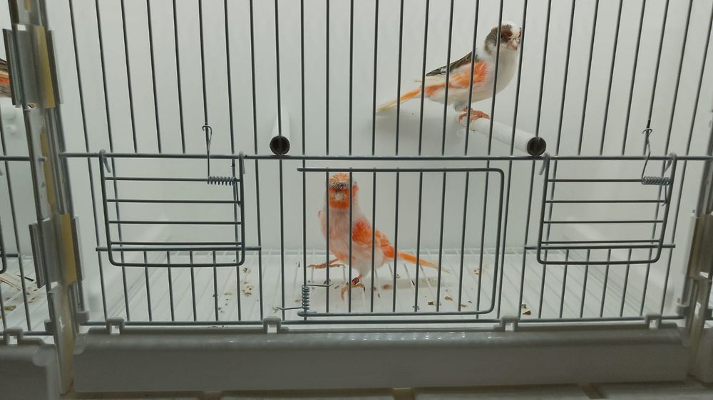 Kanarek kanarki arlekiny portugalskie 2024