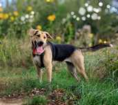 TEDI - roczny dzieciak w typie owczarka do odpowiedzialnej adopcji :)