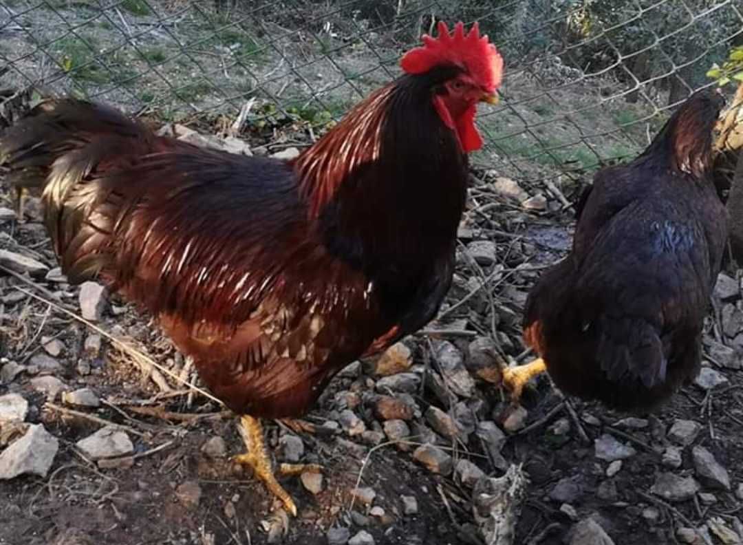Ovos para incubação e algumas aves:Wyandottes Prateados, Plymound...