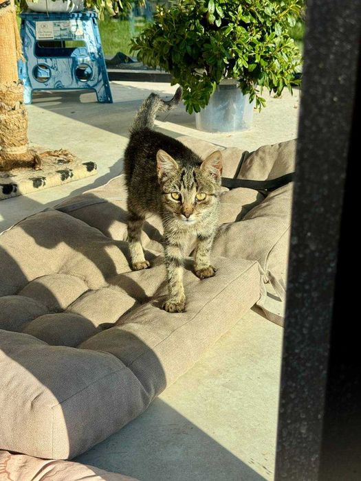 Віддам чудове кошеня
