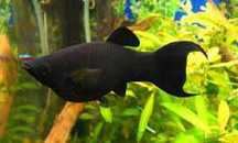 GB Molinezja czarna księżycowa Black Molly (molinezja ostrousta)