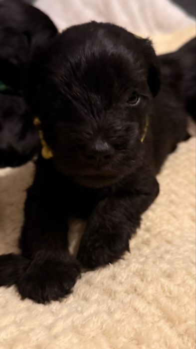 Sznaucer miniaturowy- PIES CZARNY