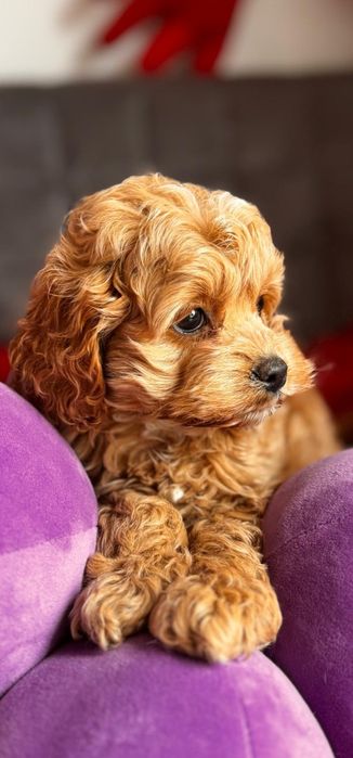 Cudnej urody cocapoo - pudel i cocker spaniel amerykański