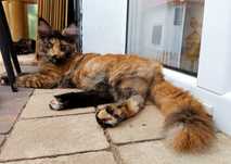 Maine Coon kotka z rodowodem FPL – kolor fs – do hodowli