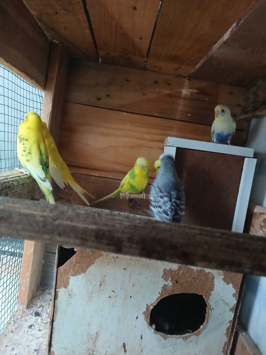 Vendo piriquitos australianos aves 2024