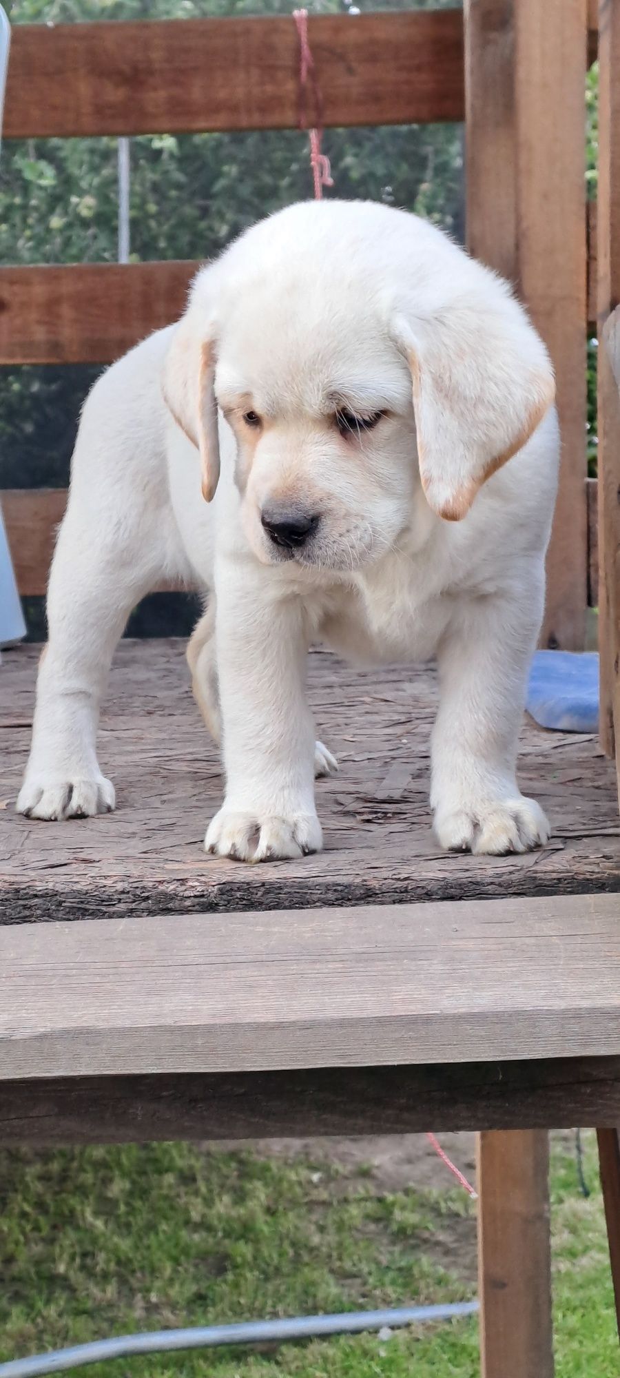 Labrador retriever biszkoptowy