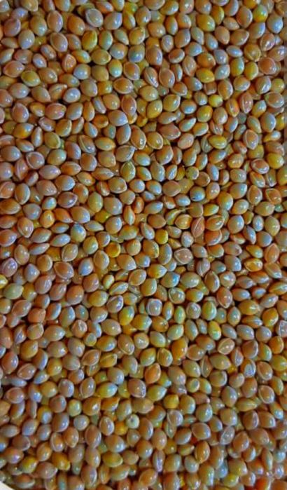 Матрас протипролежневий із зерновим наповнювачем