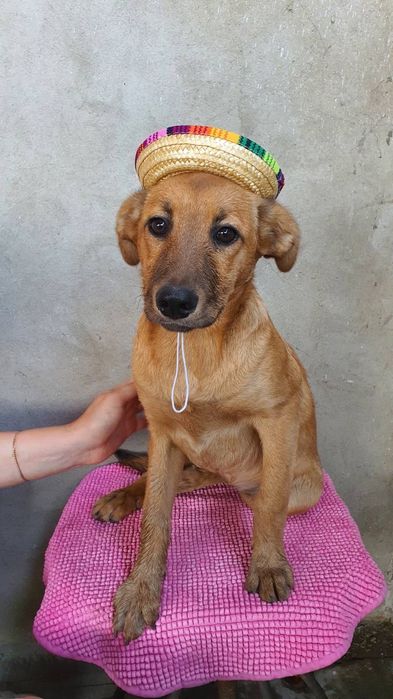 Метис, 8 місяців, сука стерильна