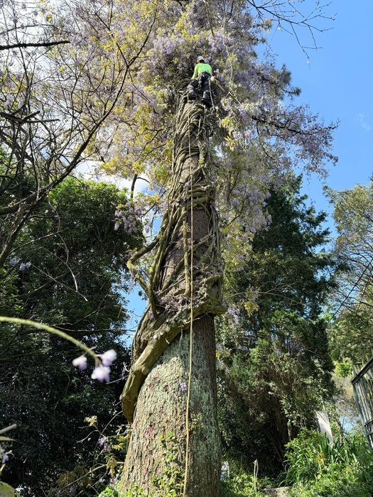 Arborista Emanuel Ramos -   Poda/abate de árvores Escalada Arborista