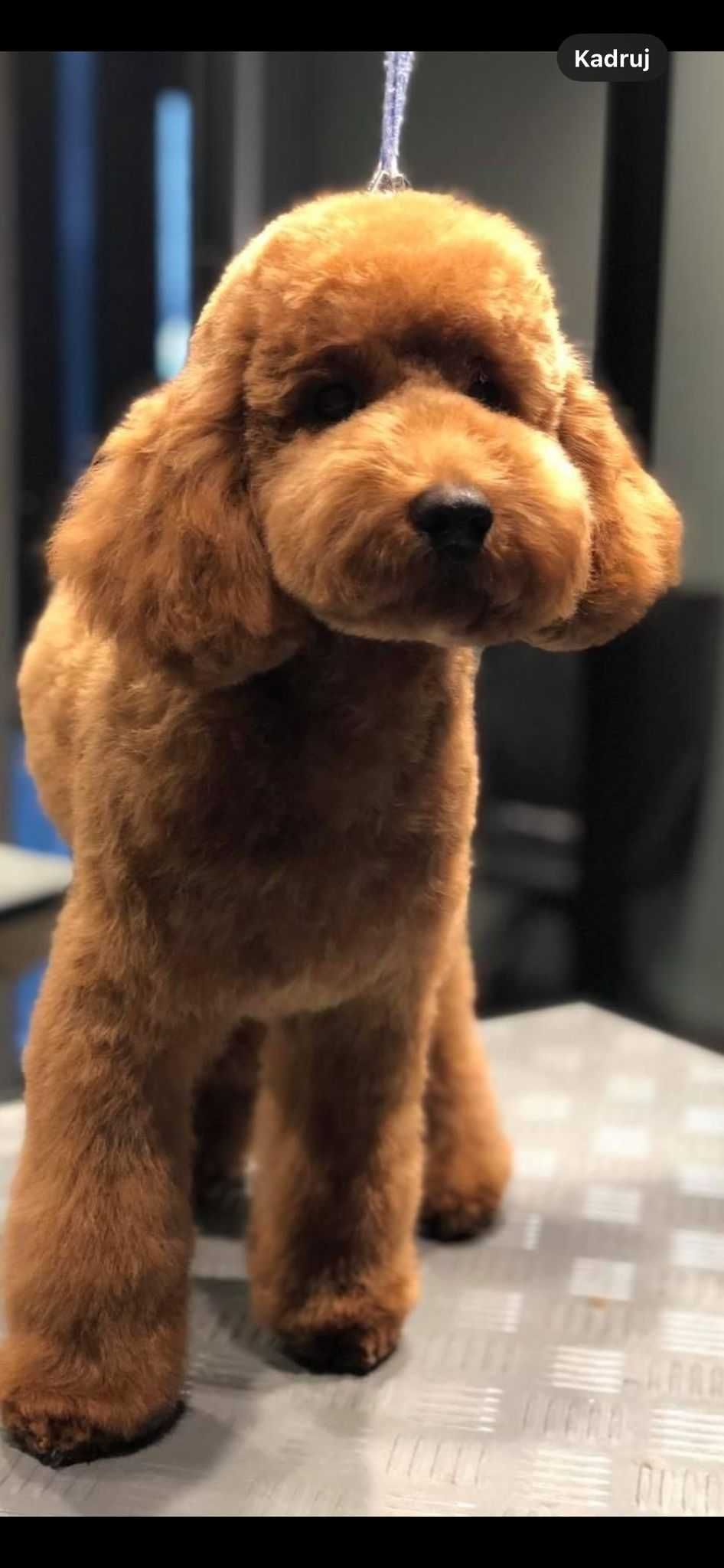 Pudelki , pudle mała miniatura