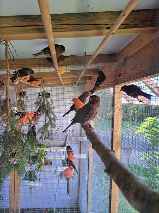 Sprzedam kanarki czerwone oraz czerwono-czarne