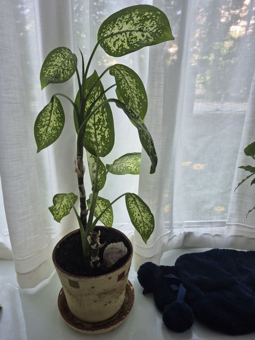 Диффенбахия 59см с горшком