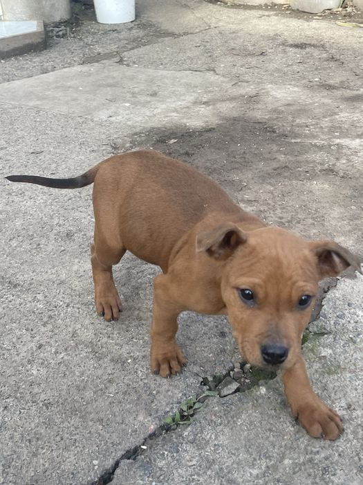 Віддамо безкоштовно в хороші руки