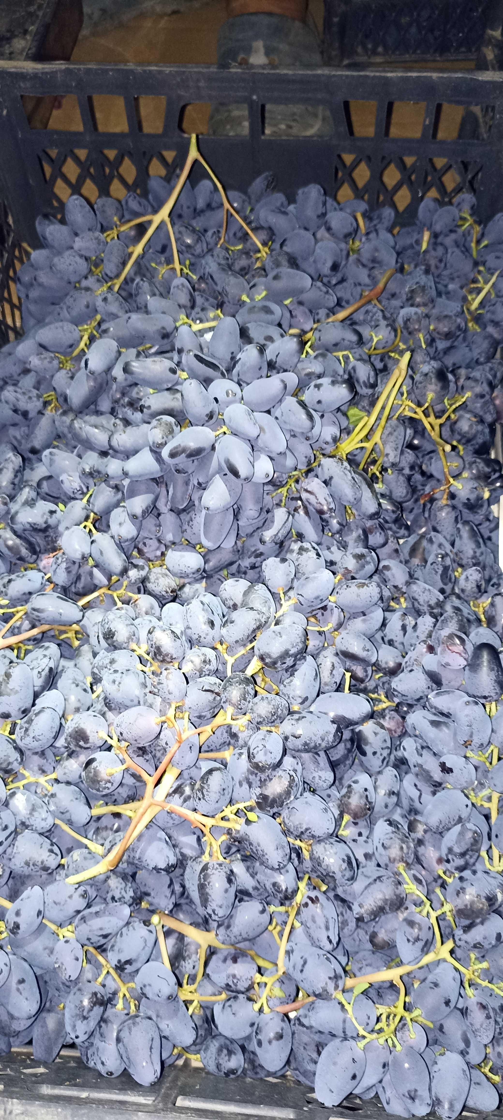 Саджанці винограду- Живці Чубуки Лоза. Приймаемо замовлення на Осінь