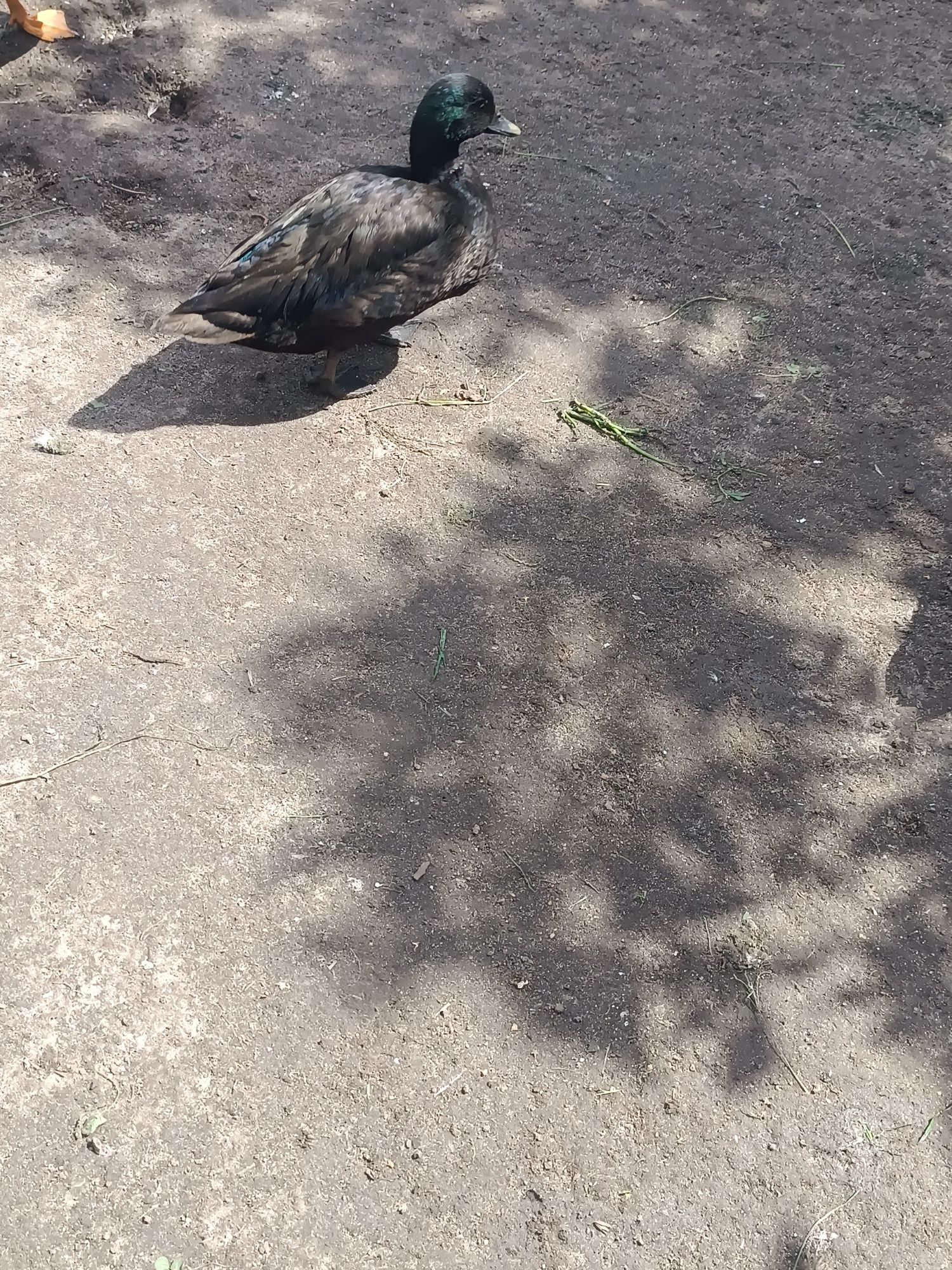 Sprzedam kaczki i kaczorki rasy Call Duck oraz krzyżówki Call Duck.