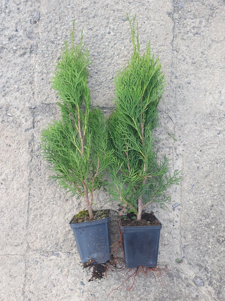 Tuja, thuja Szmaragd smaragd p9 40-60cm Brabant Blue Arrow