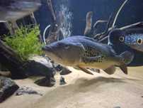Cichla kelberi 35cm