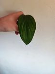 Monstera fredrieschtalli