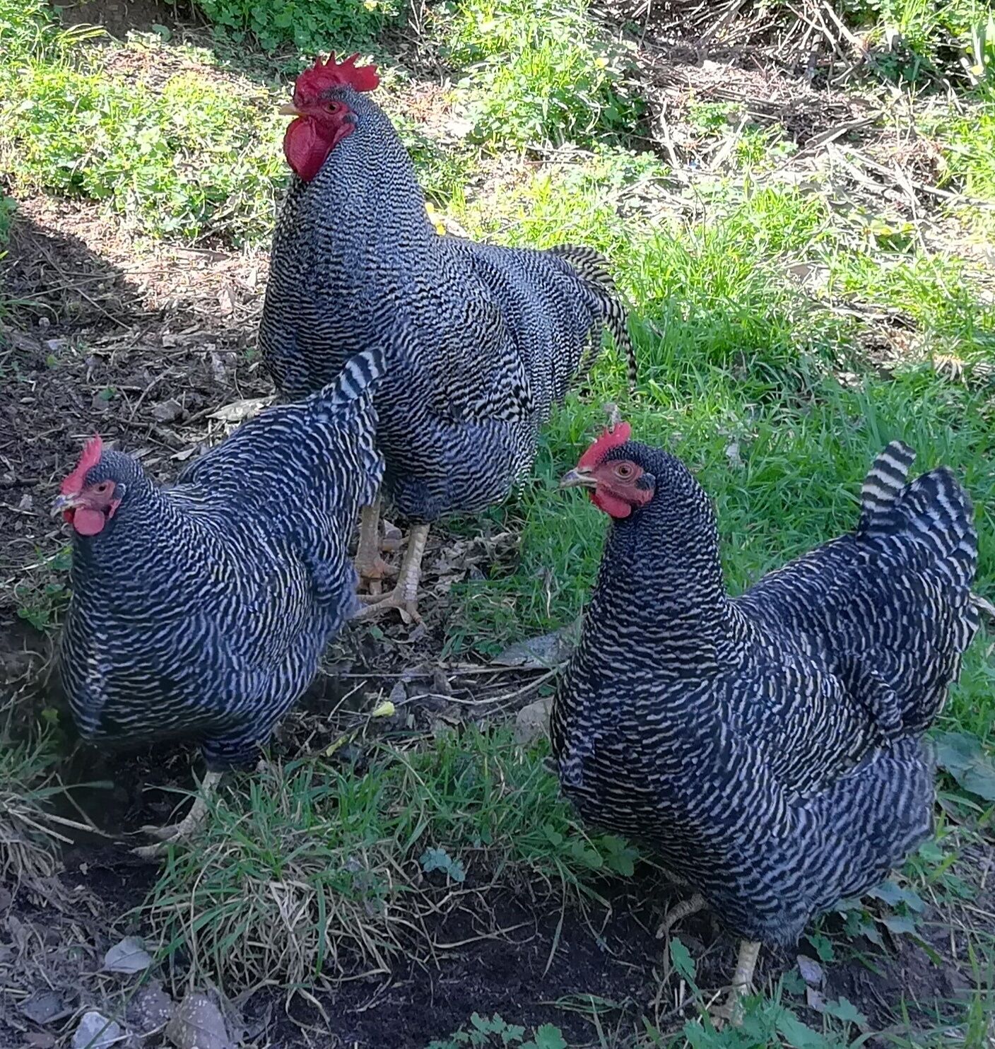 Galos, Galinhas e Ovos para incubação das Melhores Raças de Galin