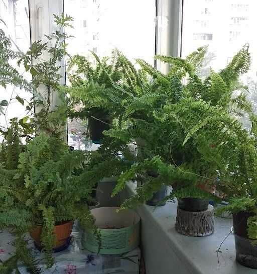 Папоротник (кучерявые листочки)