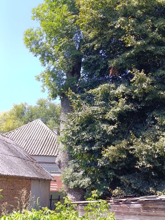 Липа ясен під зріз на дошку на вагонку деревина. Самозріз само вивіз