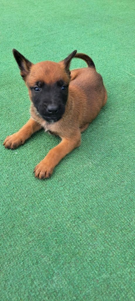 Owczarek Belgijski Malinois piesek gotowy do odbioru