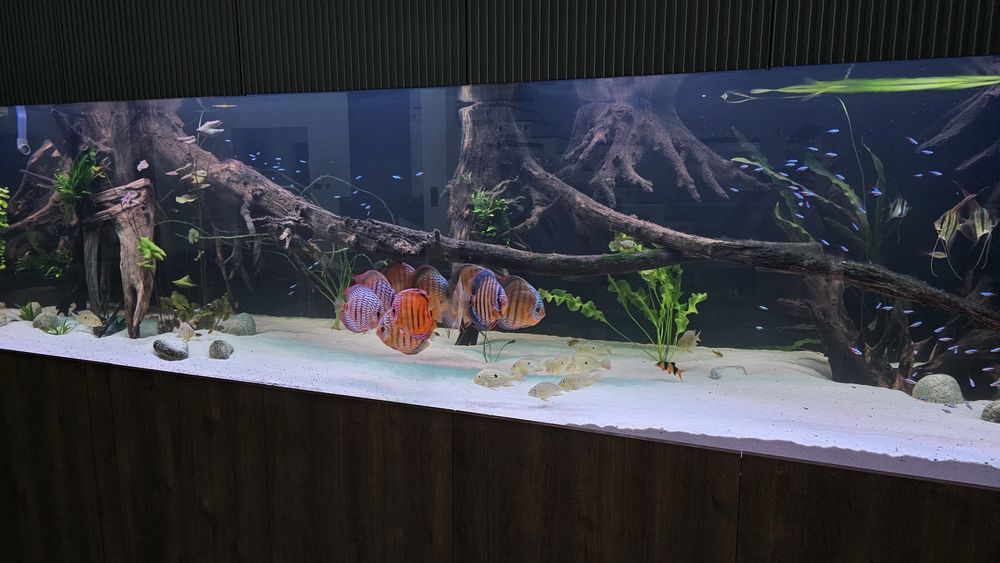 Korzenie do akwarium
