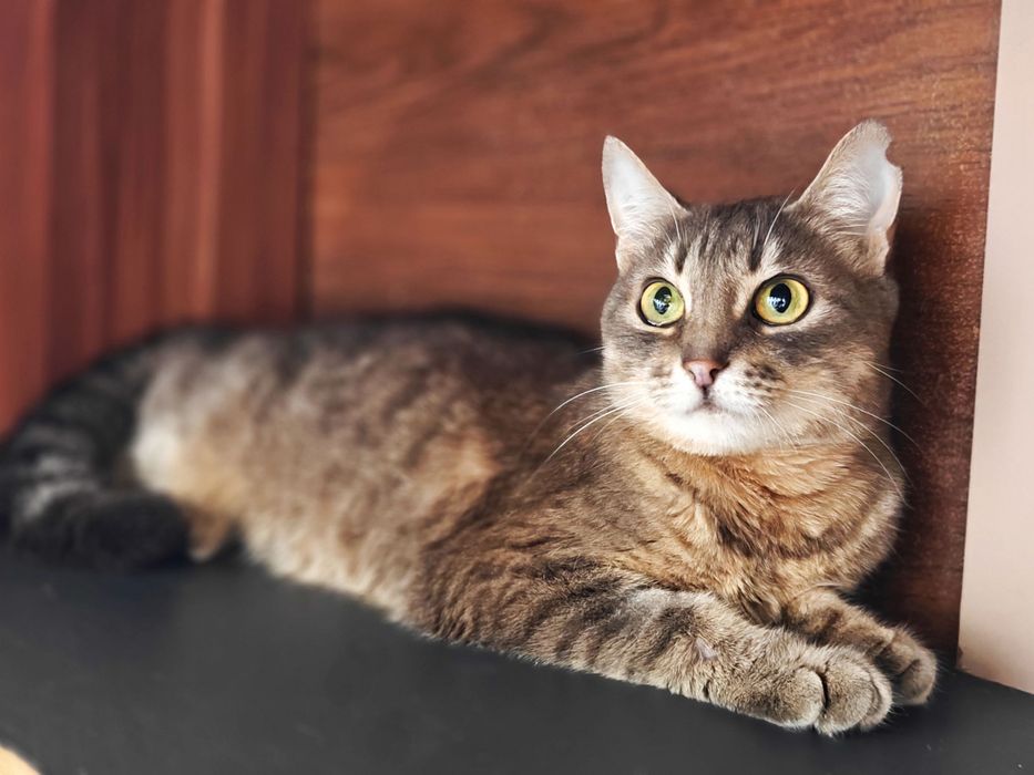 Ніжна кішечка Мурка шукає дім, 1 рік, кішка