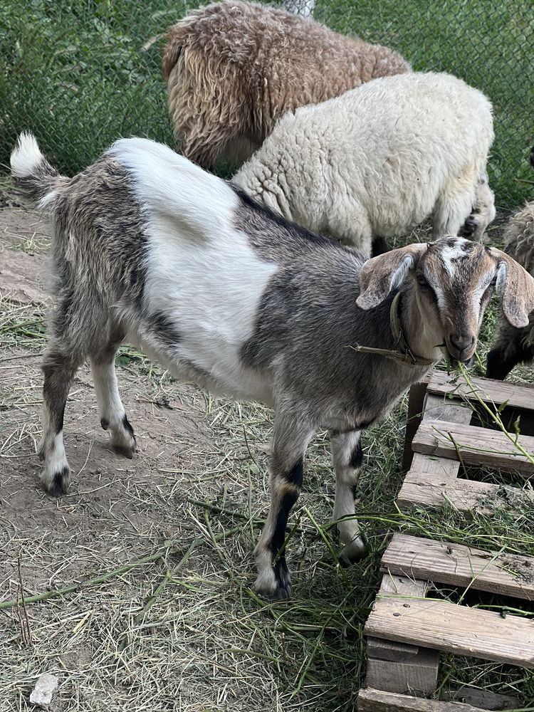 Продам молоденьку нубійську козу