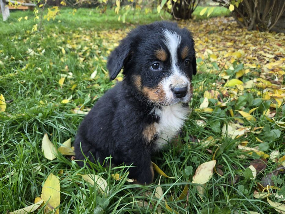 Berneński pies pasterski szuka kochającego domu