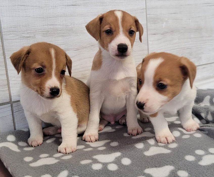Jack Russell Terrier