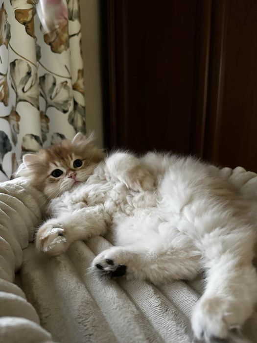 Kot brytyjski kocurek złoty